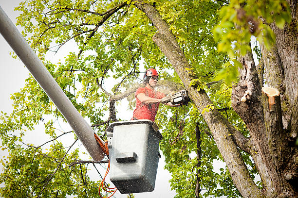 Best Affordable Tree Service  in , DC